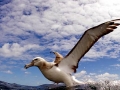 Shy Mollymawk Albatross