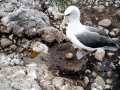 Shy Albatross