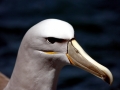 Shy Mollymawk Albatross