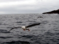 Shy Mollymawk Albatross