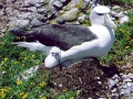 Shy Albatross