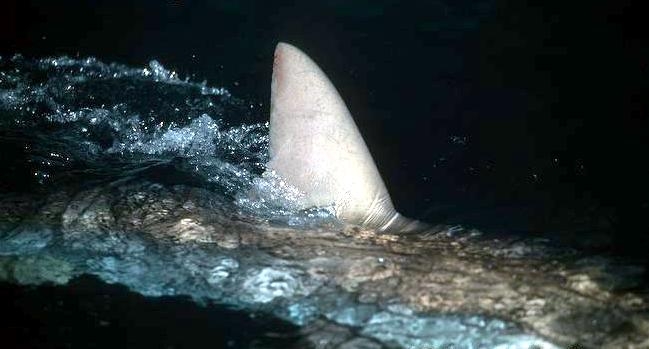Silky Shark