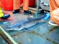 Silky Shark
