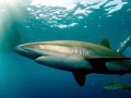 Silky Shark