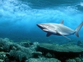 Silky Shark