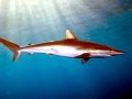 Silky Shark