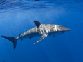 Silky Shark