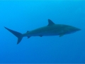 Silky_Shark
