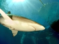 Silky Shark
