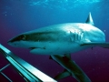 Silky Shark