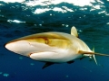 Silky Shark