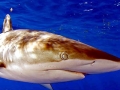 Silky Shark