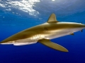 Silky Shark