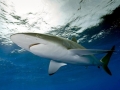 Silky Shark