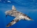 Silky Shark