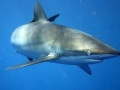 Silky Shark