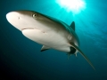 Silky Shark