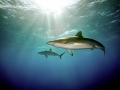 Silky Shark