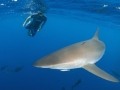 Silky Shark