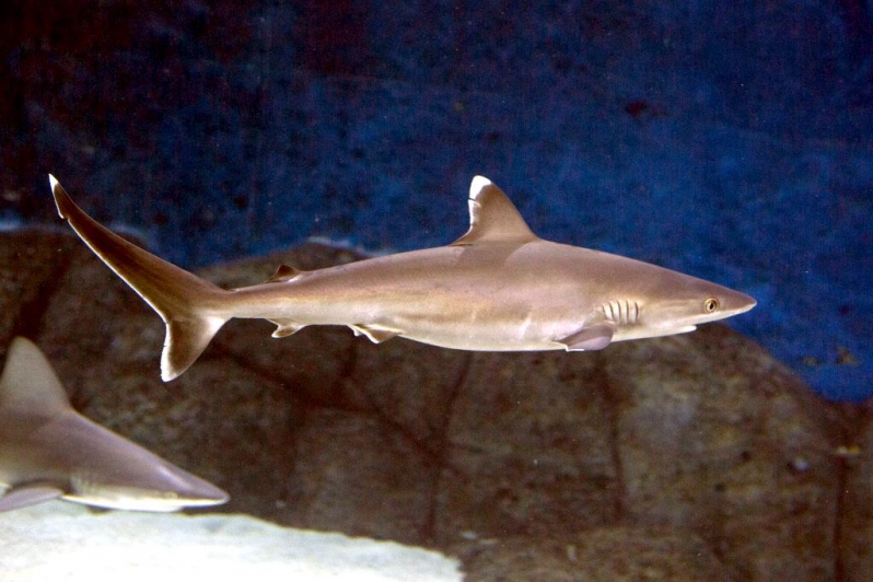 shark apex