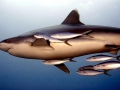 Silver-Tip Shark