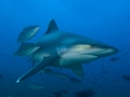 Silver-Tip Shark