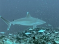 Silver-Tip Shark
