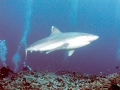 Silver-Tip Shark