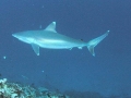 Silver-Tip Shark