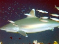 Silver-Tip Shark