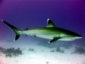 Silver-Tip Shark