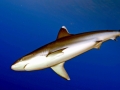 Silver-Tip Shark