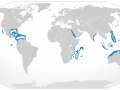 Silver-Tip Shark