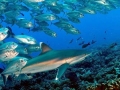 Silvertip Shark