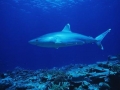 Silvertip Shark