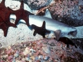 Silvertip Shark
