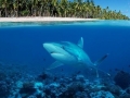 Silvertip Shark