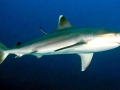 Silvertip Shark