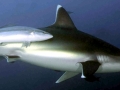 Silver-Tip Shark