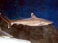 Silver-Tip Shark