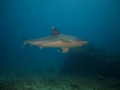 Silver-Tip Shark