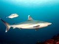 Silver-Tip Shark