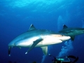 Silver-Tip Shark