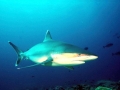 Silver-Tip Shark