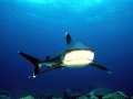 Silver-Tip Shark