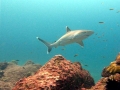Silver-Tip Shark
