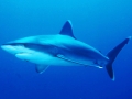 Silver-Tip Shark