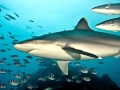 Silver-Tip Shark