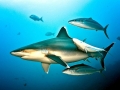 Silver-Tip Shark