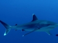 Silver-Tip Shark